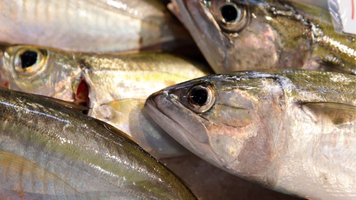 Ordenan la retirada inmediata en España de este pescado por ‘riesgo grave’