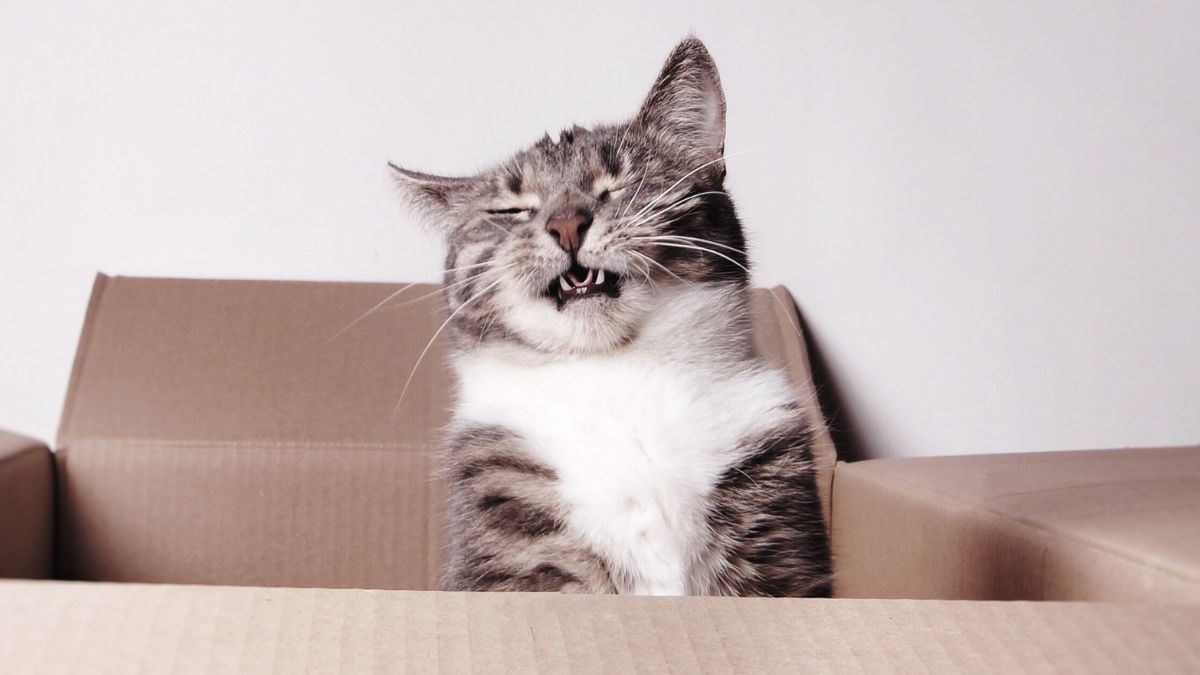 Un estudio confirma lo que los dueños de gatos ya sabían: son más listos que los perros en esto
