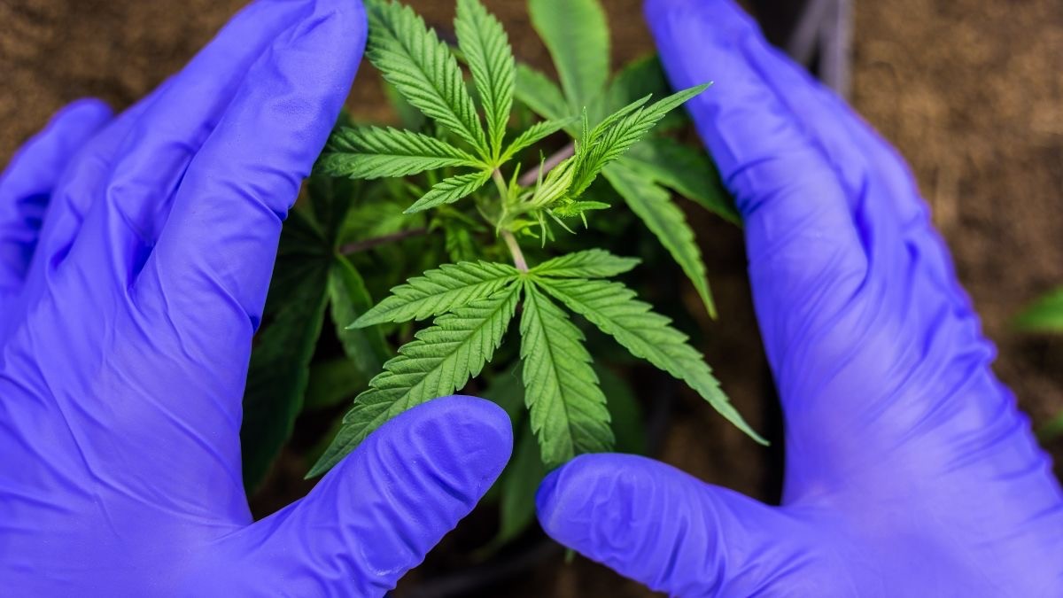 Sanidad regula el uso del cannabis terapéutico en España para estas patologías