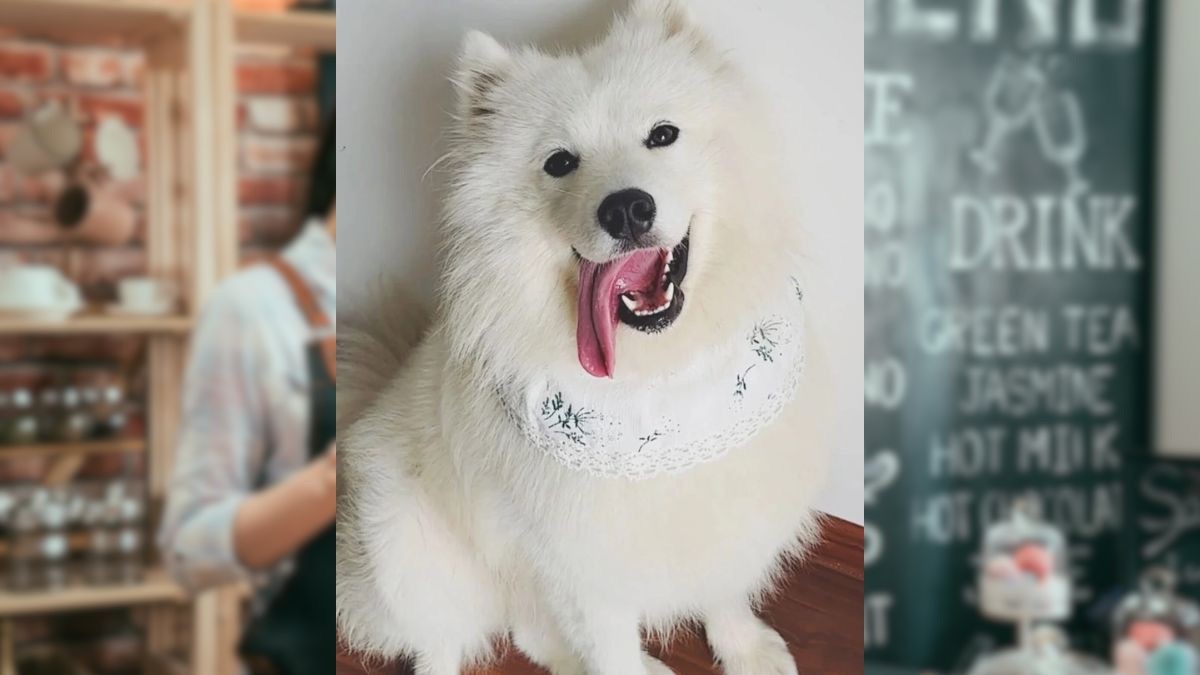 Pone a trabajar a su perro en una cafetería que contrata animales: "así ahorro dinero"
