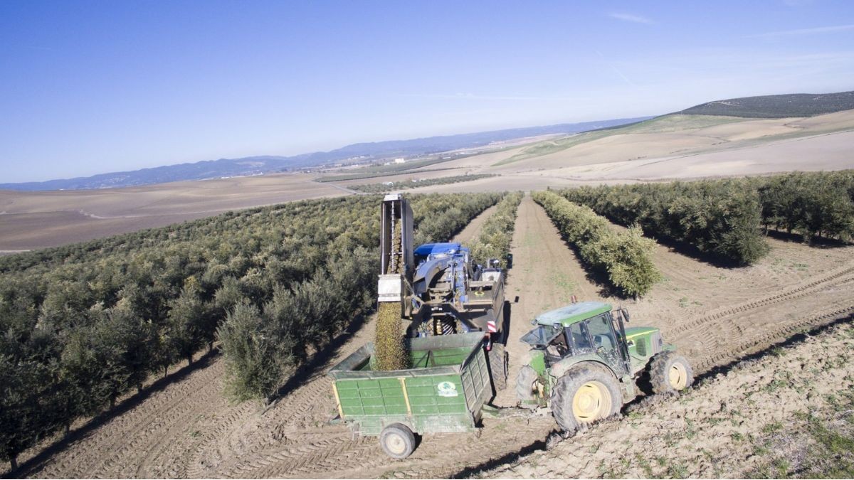 El país de Europa que sufre una agonía con el aceite de oliva y que pagará España