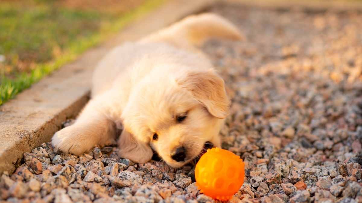 Una familia adopta un cachorro que descubre en su primer paseo monedas de oro valoradas en más de 7.200 euros