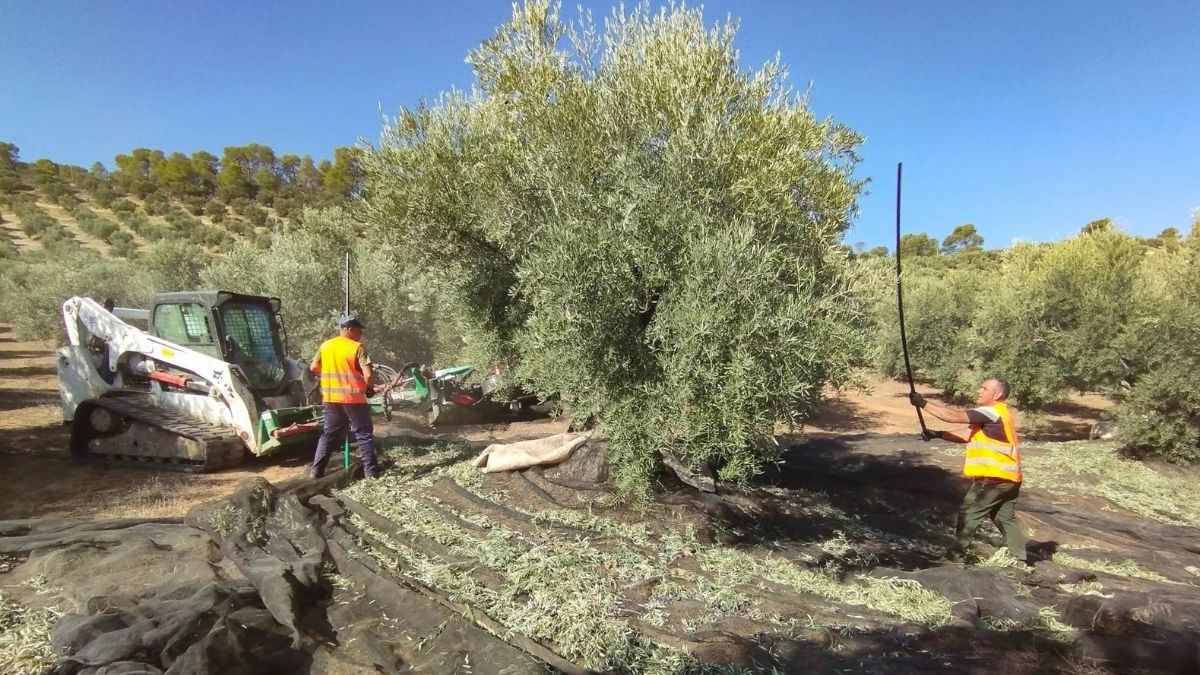 Baja el precio del aceite de oliva un 25% y ya se paga menos en los supermercados