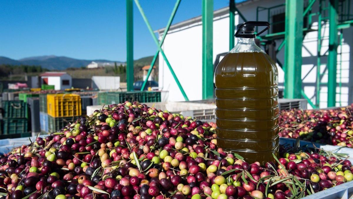 Deloleo confirma la fecha clave para la bajada de precio del aceite de oliva: costará 5 euros el litro
