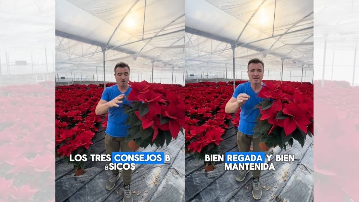 Soy agricultor y este es el truco para que la flor de Pascua te dure roja y frondosa todo el año