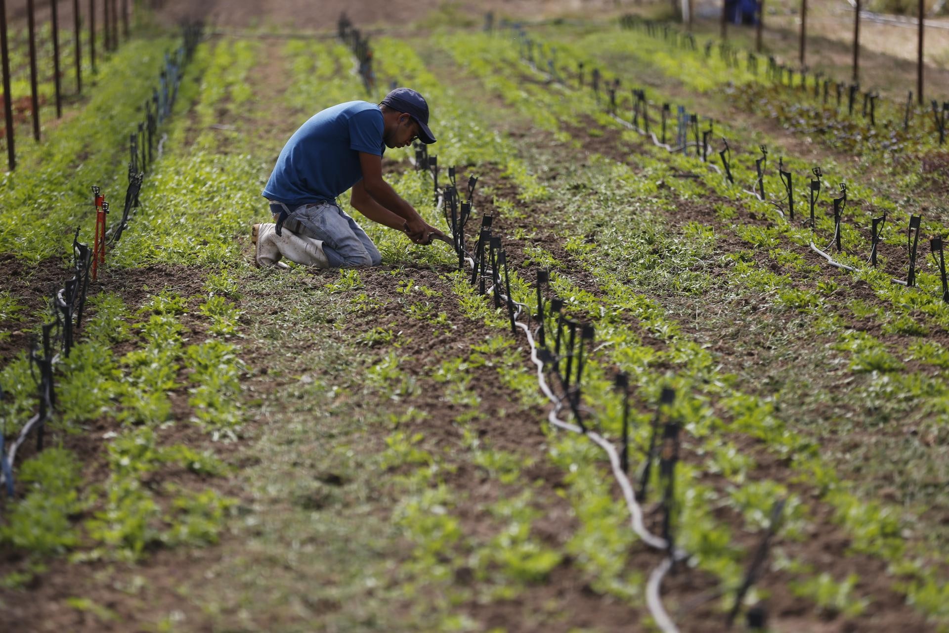 ¿Cuánto cuesta a las arcas españolas y comunitarias el fraude en la frontera de las importaciones agrícolas marroquíes?