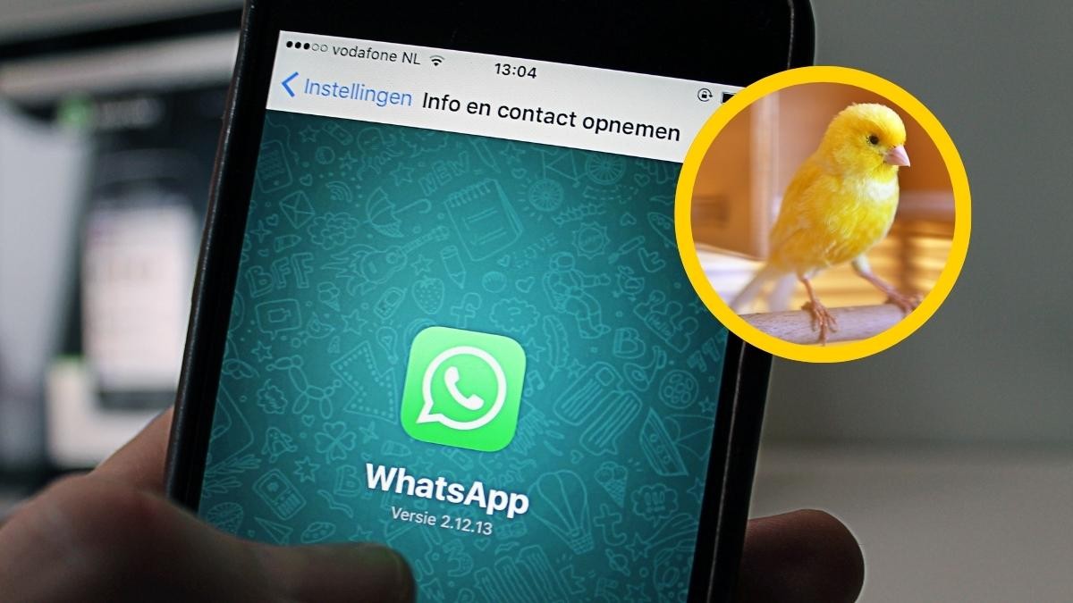 Qué significa el “modo canario” en WhatsApp y cómo activarlo