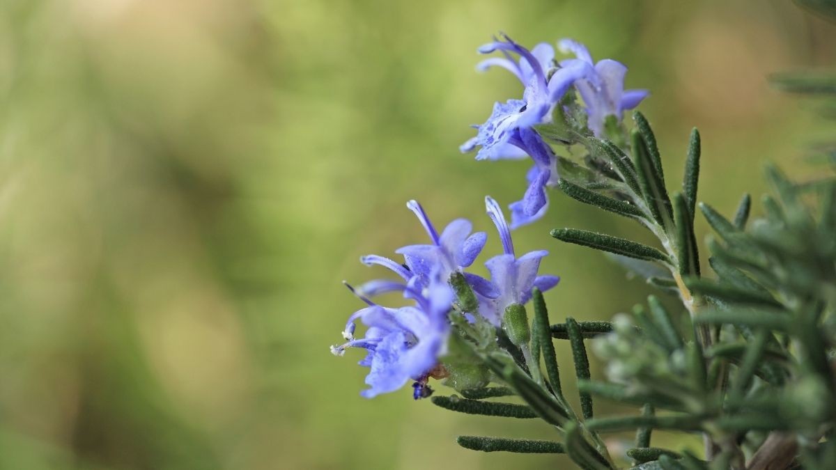 La planta medicinal que combate la fatiga, alivia los dolores y mejora tu bienestar general