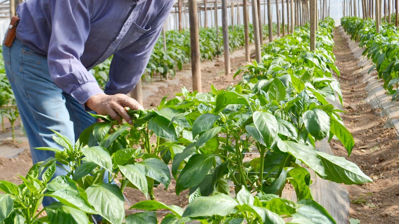 Oferta de empleo en Murcia para trabajar en la campaña del brócoli