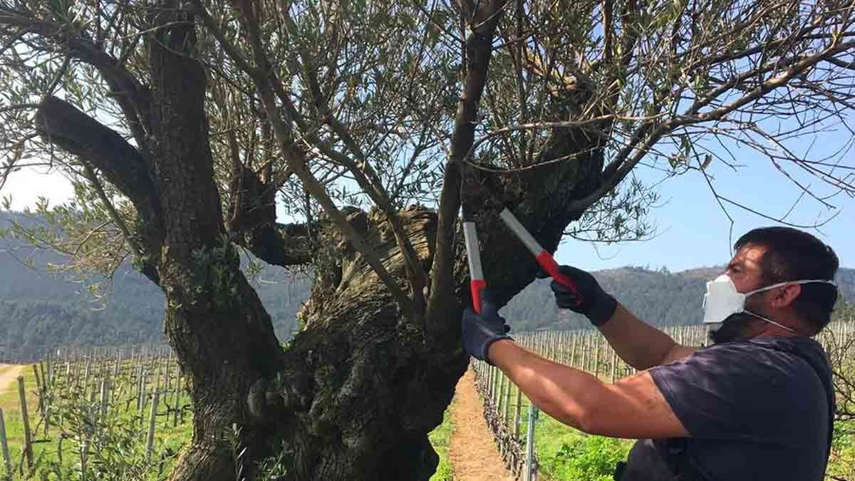 El SAE busca personal en Sevilla para la poda de olivos