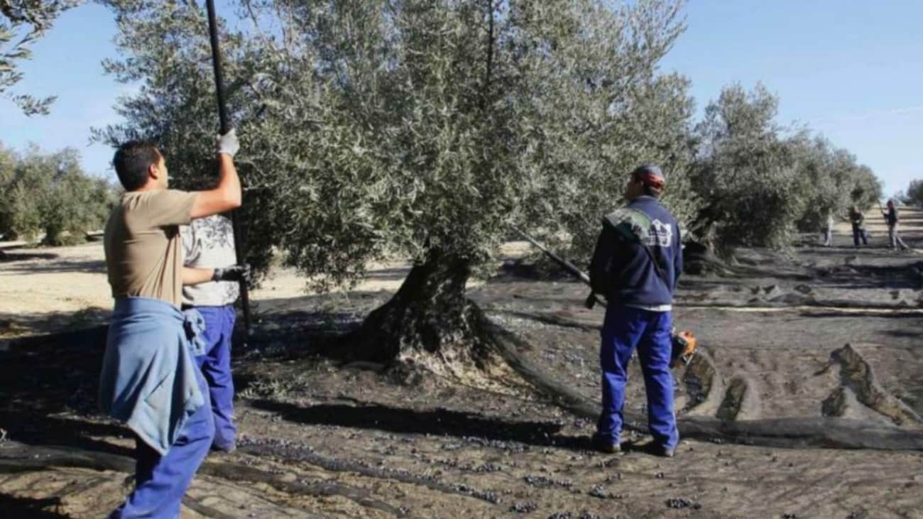 Se necesitan 30 peones agrícolas para la aceituna en Granada