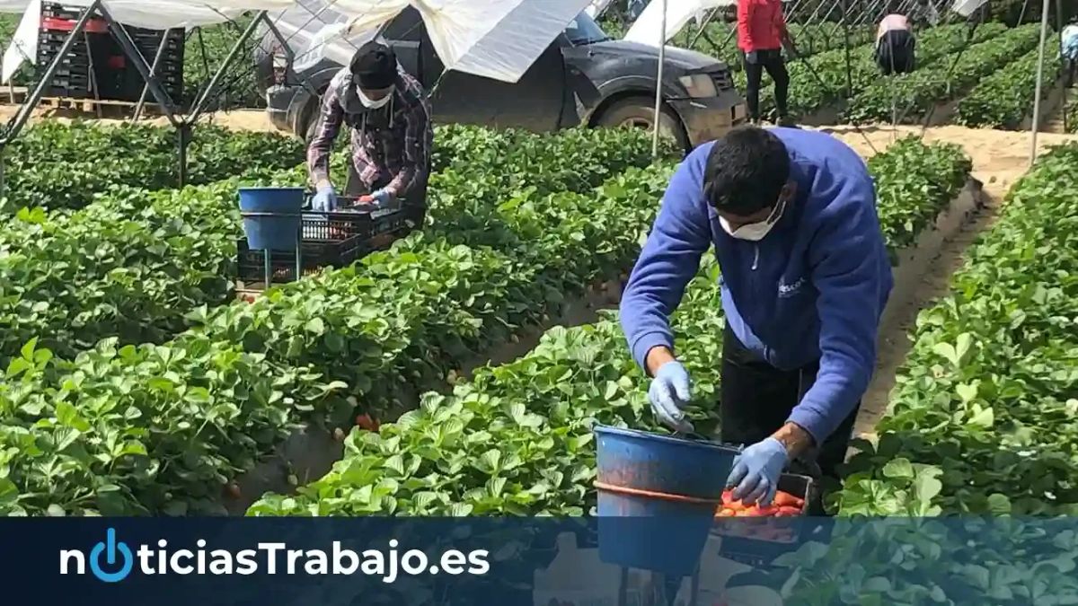 La Asociación Agraria de Jóvenes Agricultores (ASAJA) lanza una bolsa de empleo para la campaña del ajo en Córdoba