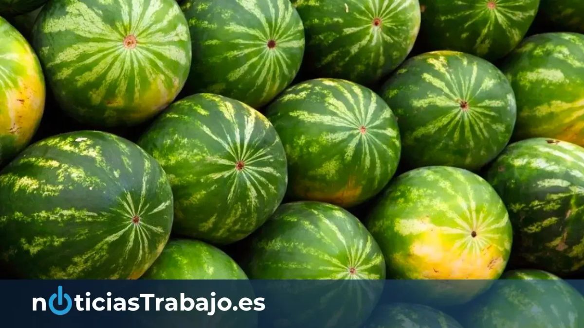 El Poniente de Almería busca peones agrícola para la campaña de la sandía