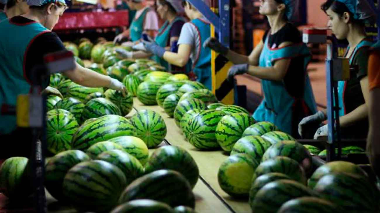 Las empresas hortofrutícolas que buscan personal para trabajar en la campaña de verano