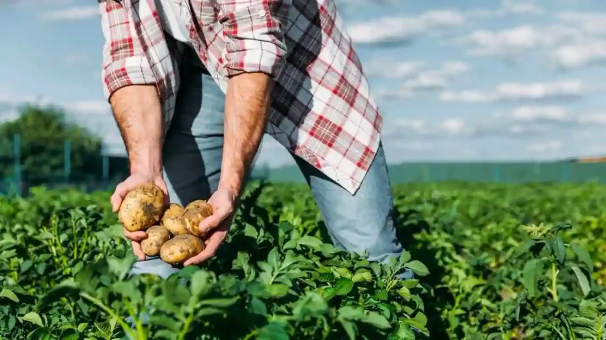 Trops oferta 350 empleos en la campaña del mango para trabajar en Málaga