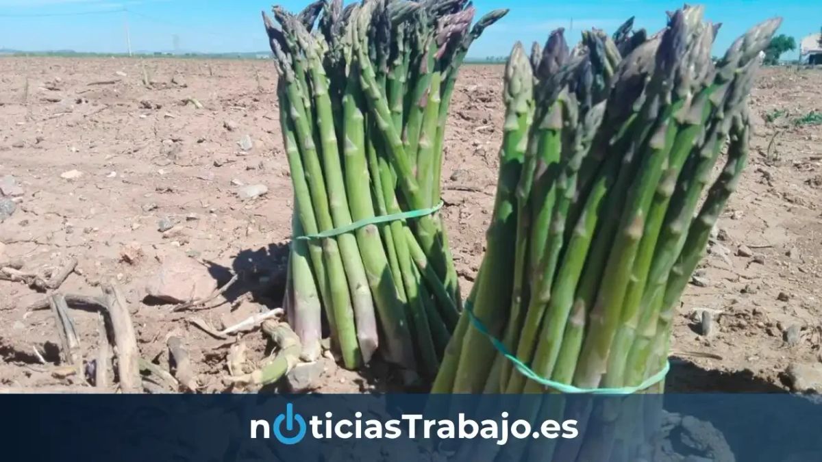 Empleo Granada: una empresa del manipulado del espárrago busca personal