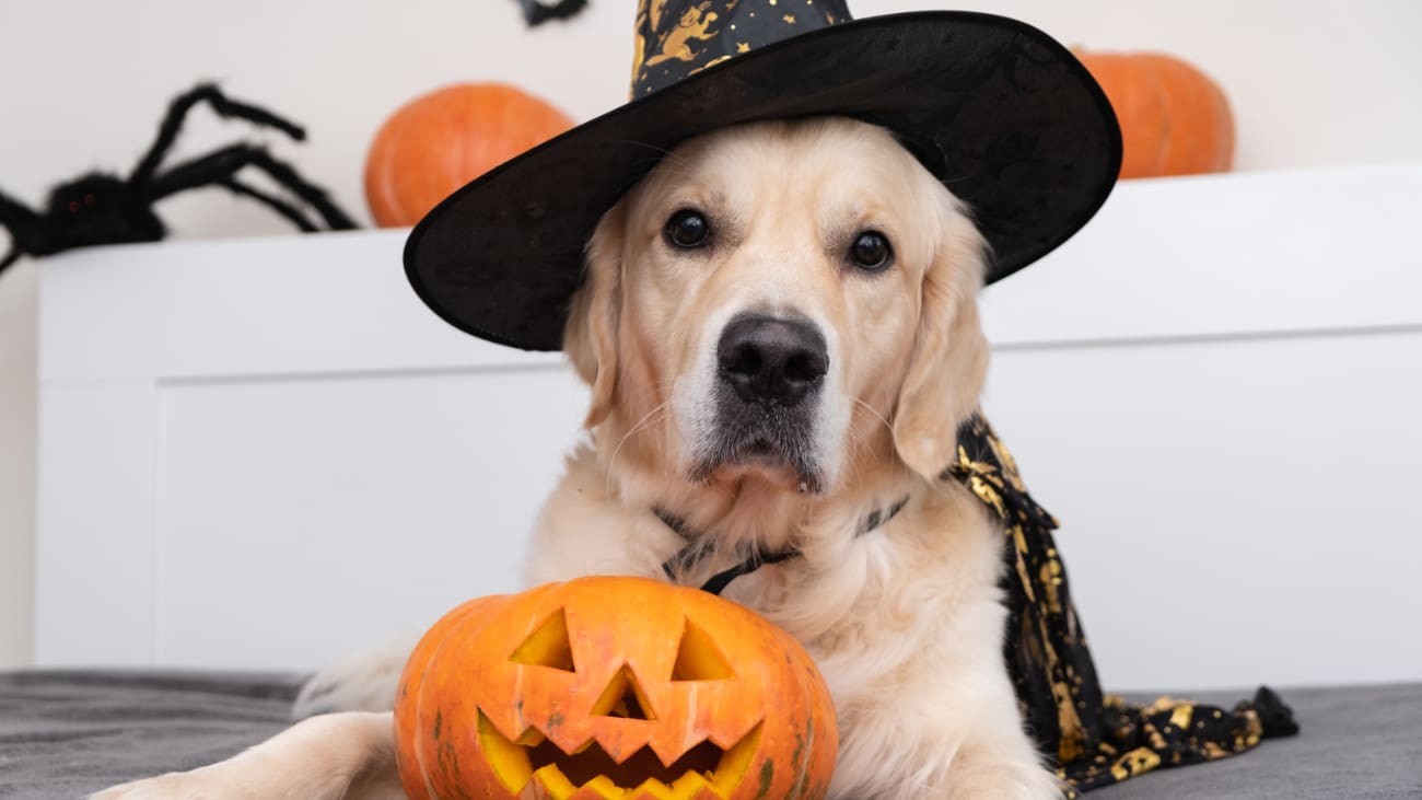 ¿Cuándo es Halloween 2021, en qué día de la semana cae?