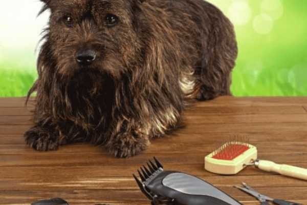 cortador de pelo ALDI