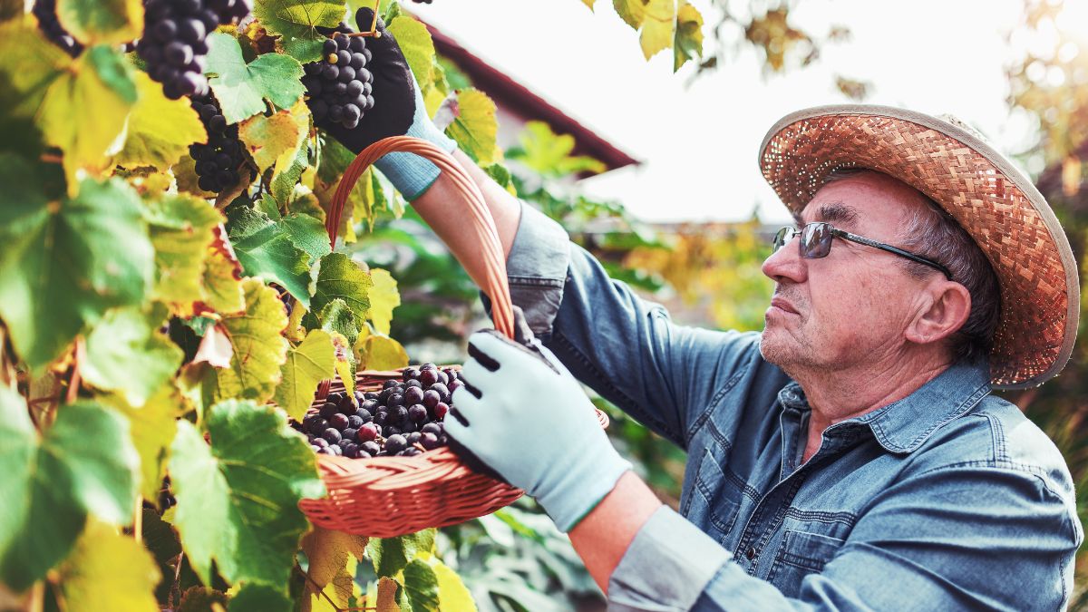 Un agricultor recoge aceitunas en vides.