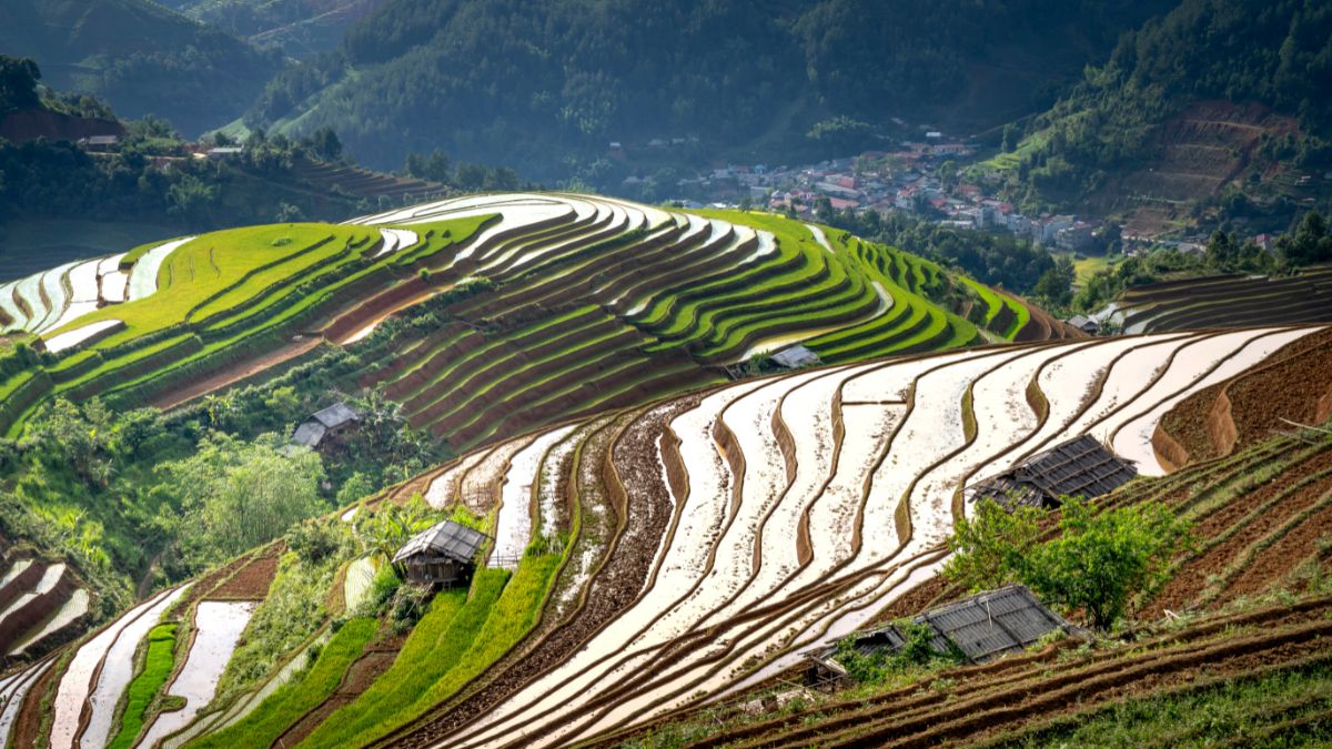 Arrozales en china