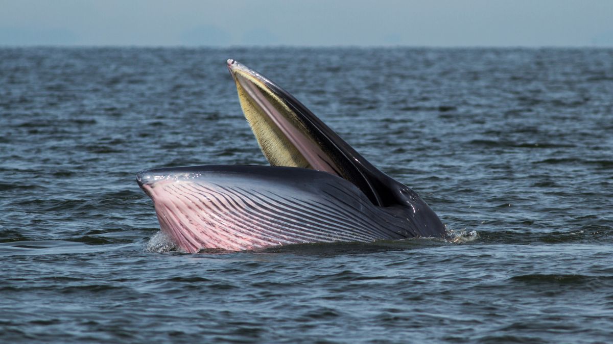 Ballena de Bryde