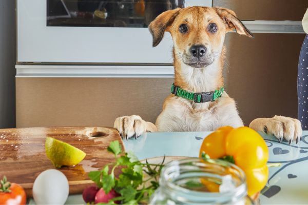 Un perro con comida
