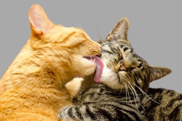 Dos gatos jugando
