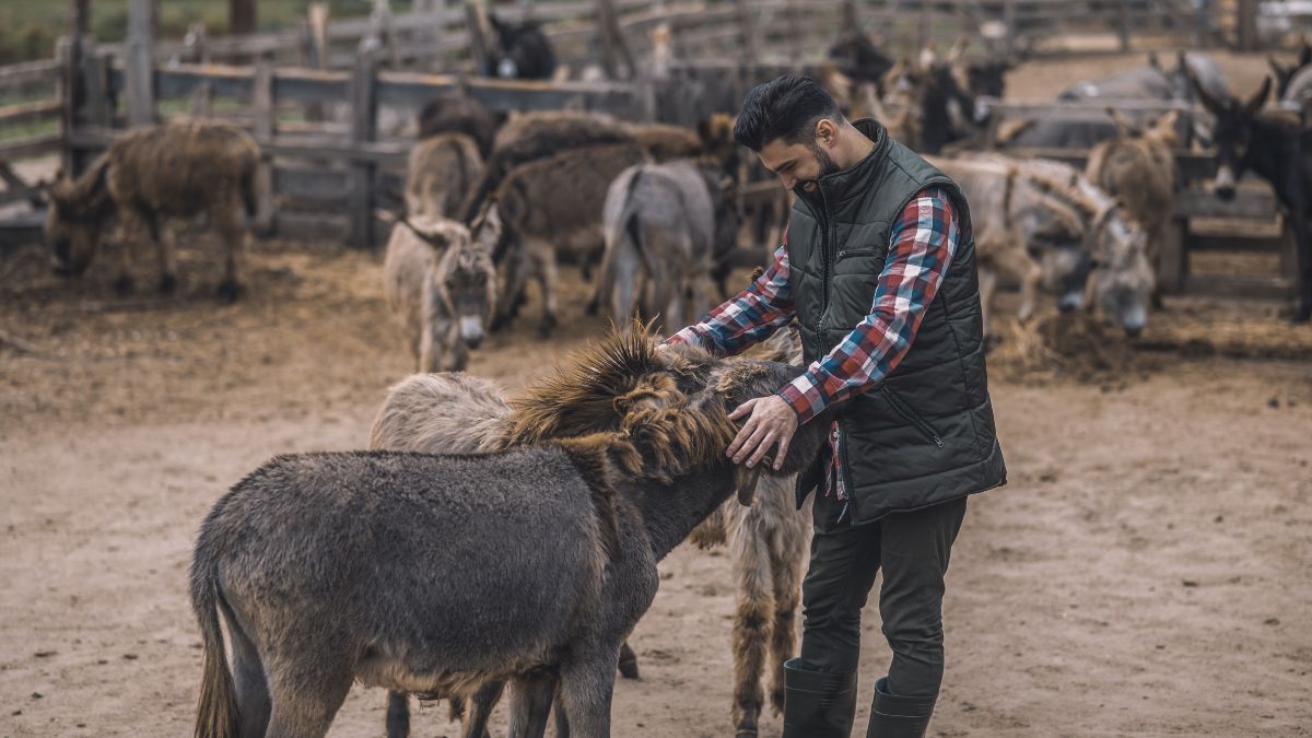 Un granjero con unos burros en una granja