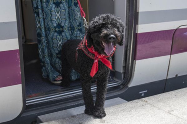 Perro viajando en tren Renfe 