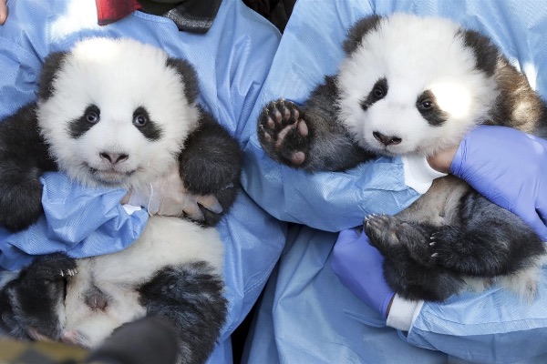 Abrazador osos panda