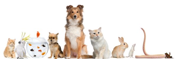Animales que se pueden tener 