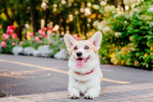 Perro feliz
