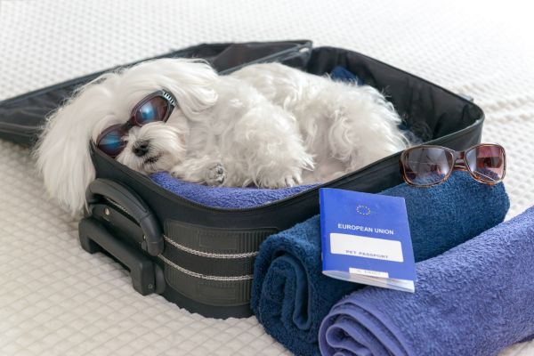 Perro viajando identificado con su pasaporte