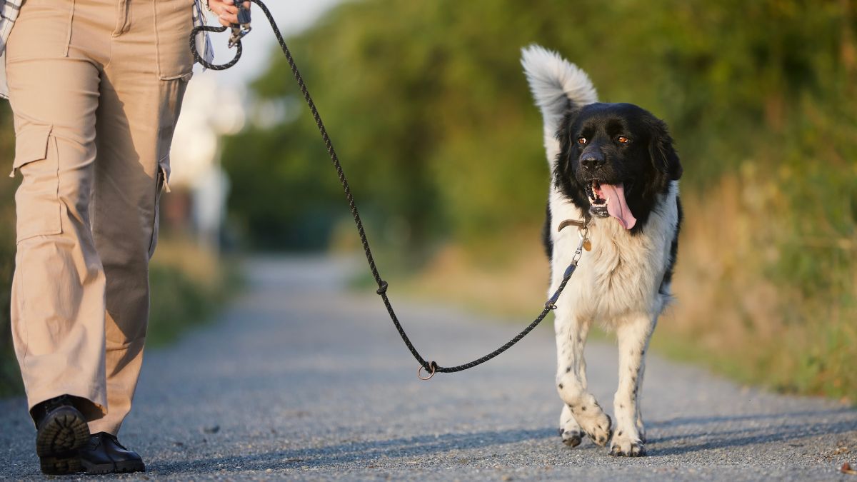 Perro paseando con su dueña