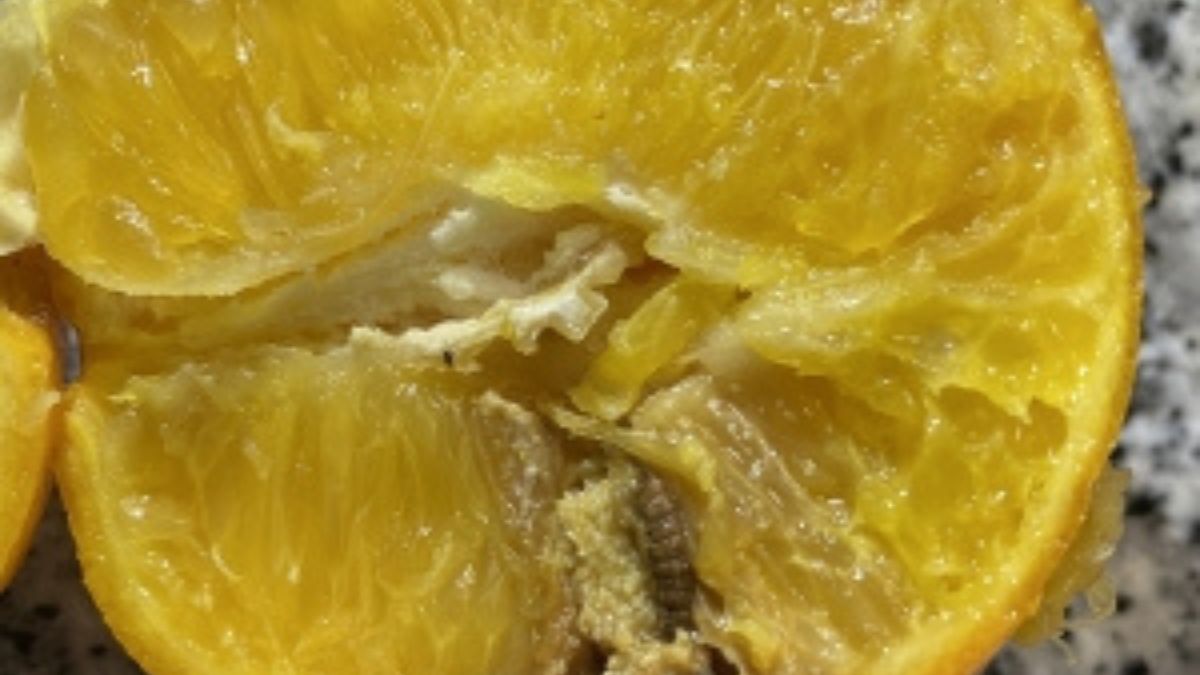 Naranja con falsa polilla