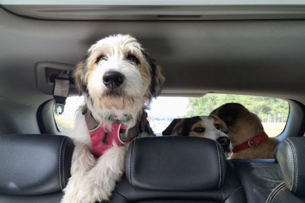 Perro viajando en coche