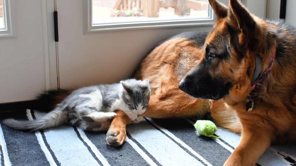 Perro y gato solos en casa