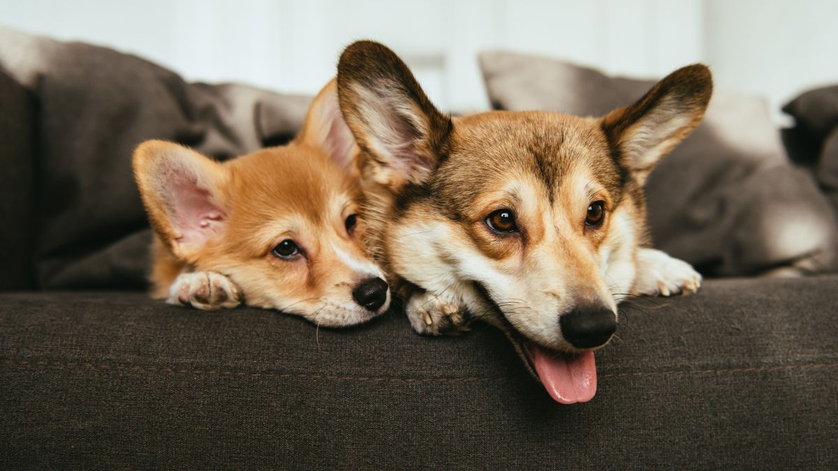 Perros solos en casa