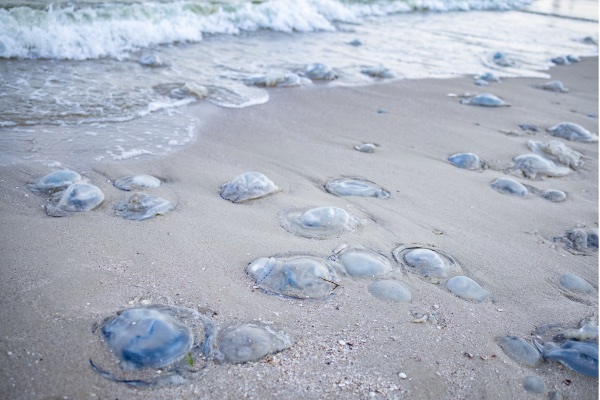 Playa con medusas