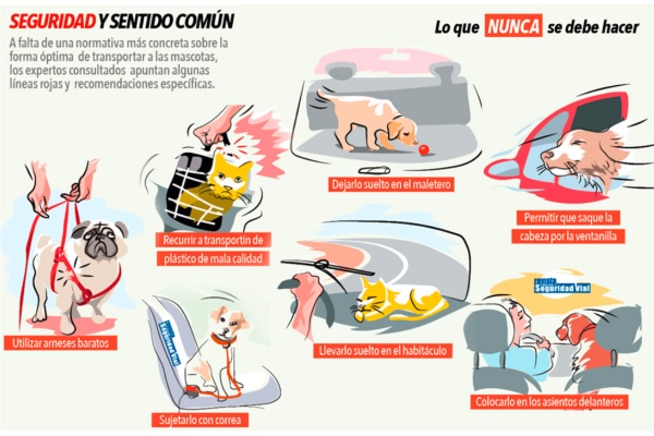 DGT transporte incorrecto de mascotas en vehículo