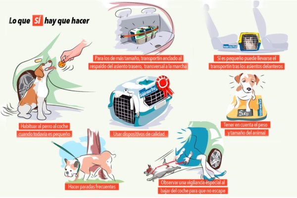 DGT trasporte correcto de mascotas